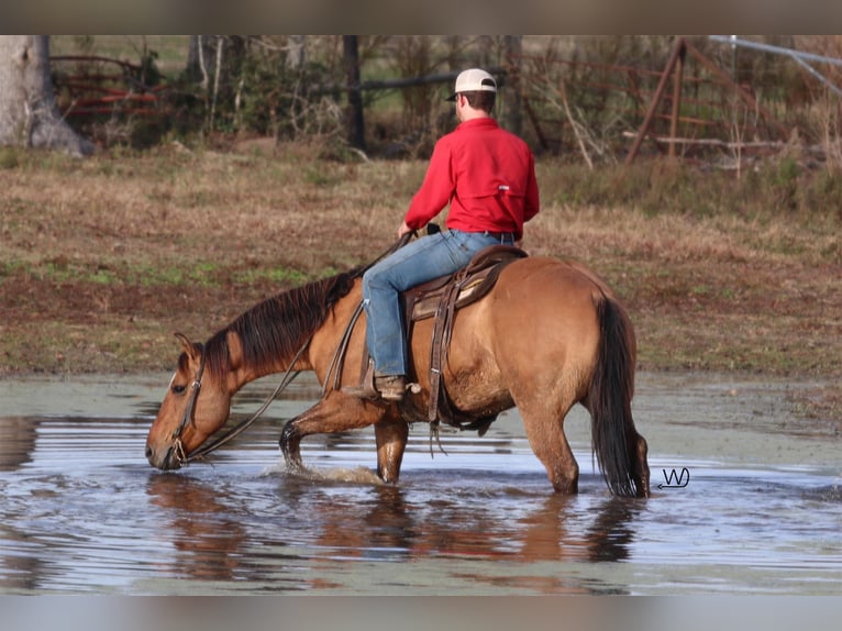 American Quarter Horse Wałach 8 lat Bułana in Carthage TX