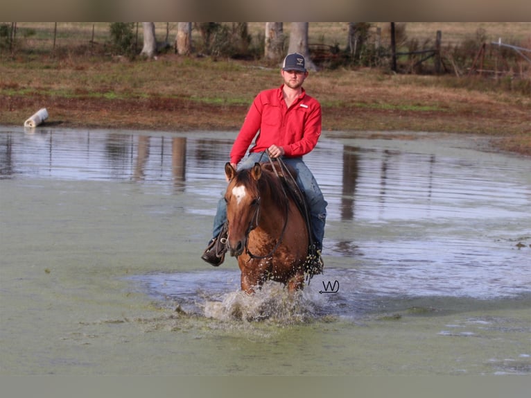 American Quarter Horse Wałach 8 lat Bułana in Carthage TX