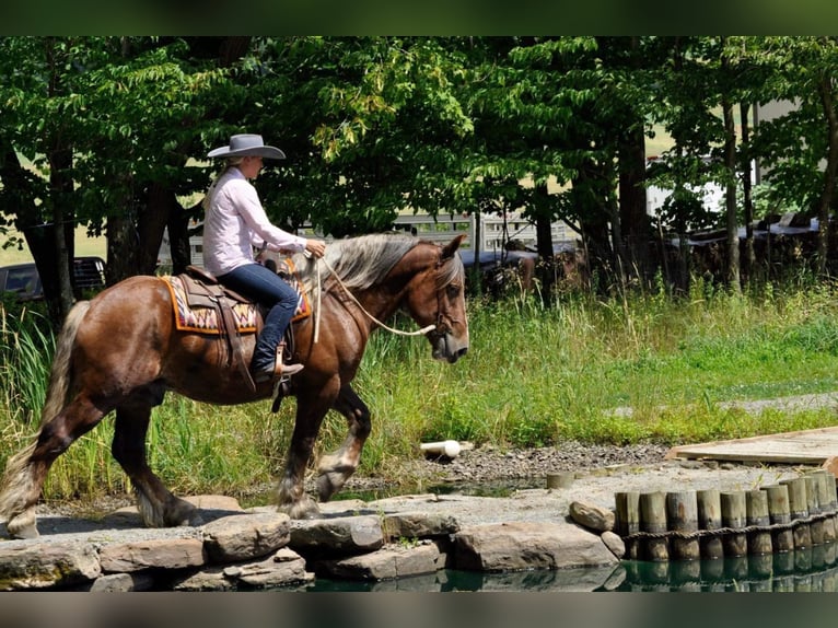 American Quarter Horse Wałach 8 lat Ciemnokasztanowata in Everett PA