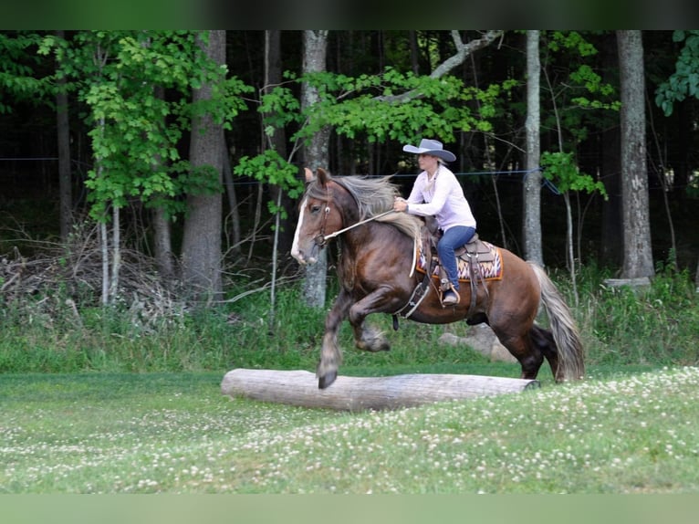 American Quarter Horse Wałach 8 lat Ciemnokasztanowata in Everett PA