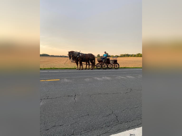 American Quarter Horse Wałach 8 lat Ciemnokasztanowata in Everett PA