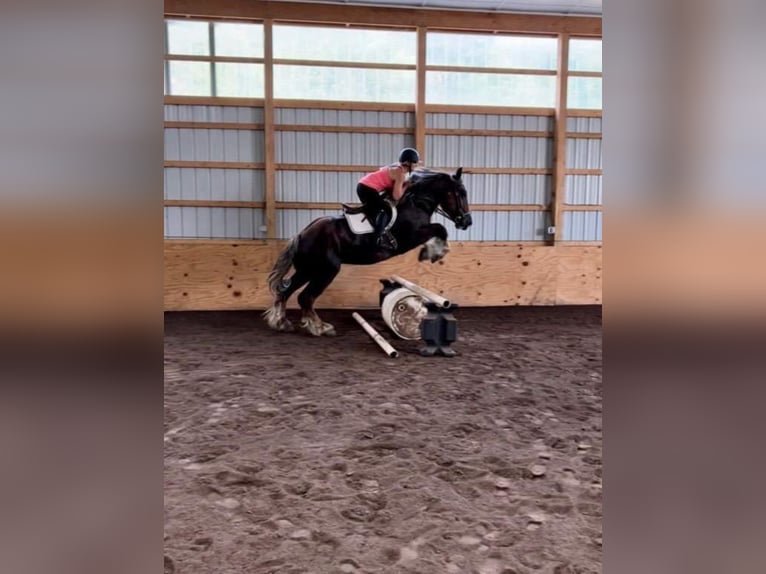 American Quarter Horse Wałach 8 lat Ciemnokasztanowata in Everett PA