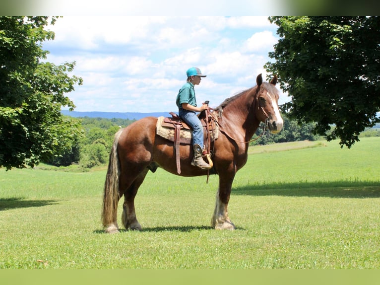 American Quarter Horse Wałach 8 lat Ciemnokasztanowata in Everett PA