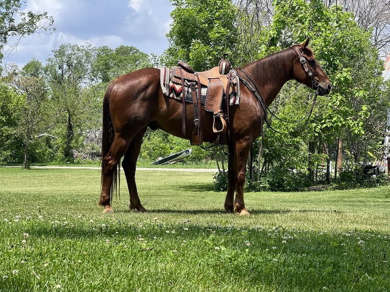 American Quarter Horse Wałach 8 lat Ciemnokasztanowata in Zearing, IA