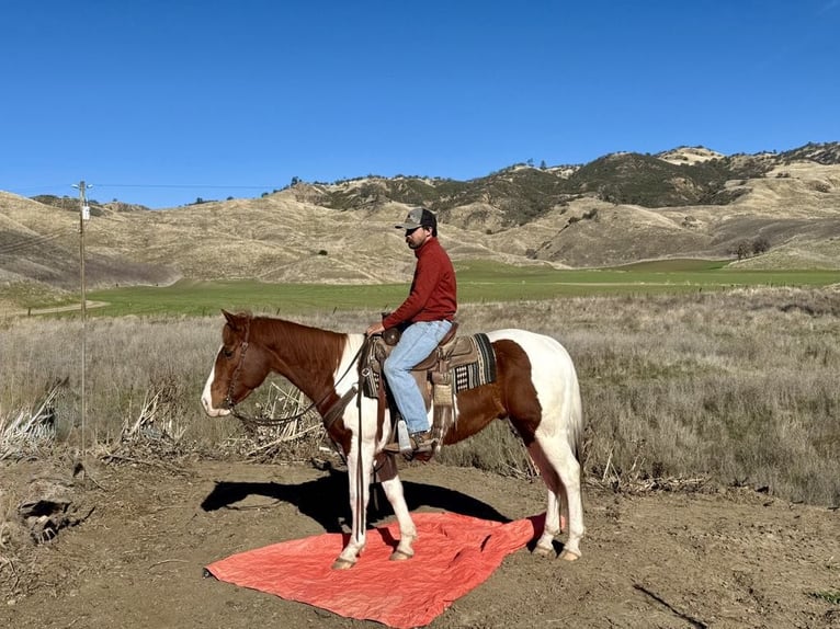 American Quarter Horse Wałach 8 lat Ciemnokasztanowata in PAICINES, CA