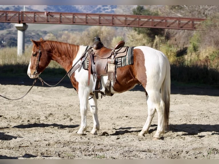 American Quarter Horse Wałach 8 lat Ciemnokasztanowata in PAICINES, CA