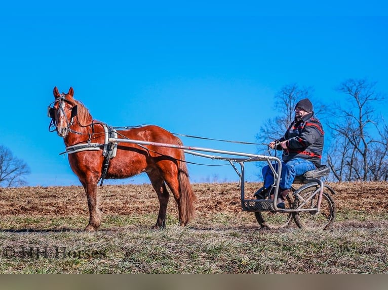 American Quarter Horse Wałach 8 lat Ciemnokasztanowata in flemingsburg Ky