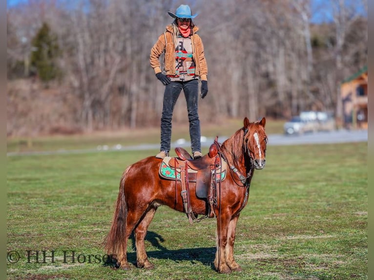 American Quarter Horse Wałach 8 lat Ciemnokasztanowata in flemingsburg Ky