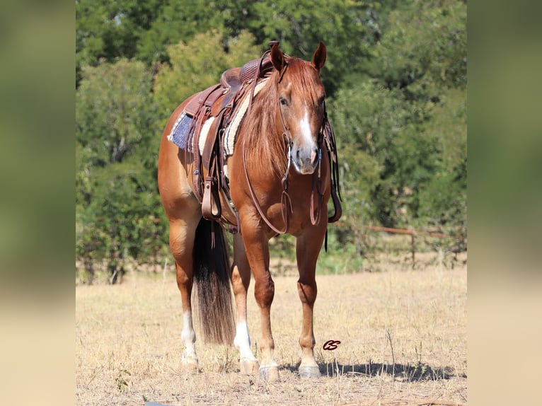 American Quarter Horse Wałach 8 lat Ciemnokasztanowata in Graham TX