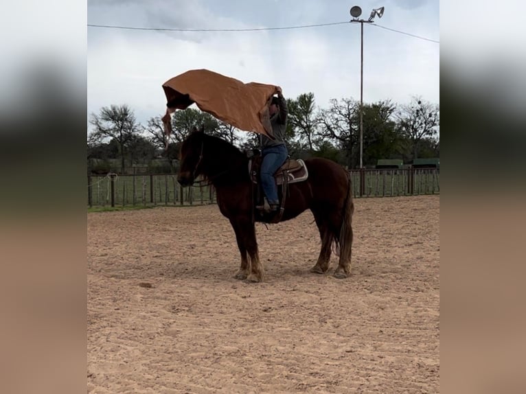 American Quarter Horse Wałach 8 lat Ciemnokasztanowata in Weatherford TX