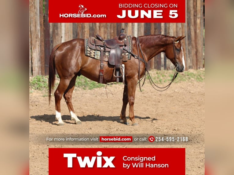 American Quarter Horse Wałach 8 lat Cisawa in Joshua, TX