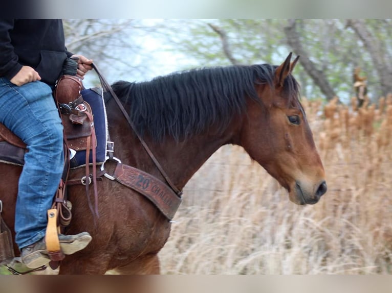 American Quarter Horse Wałach 8 lat Gniada in Stephenville, TX