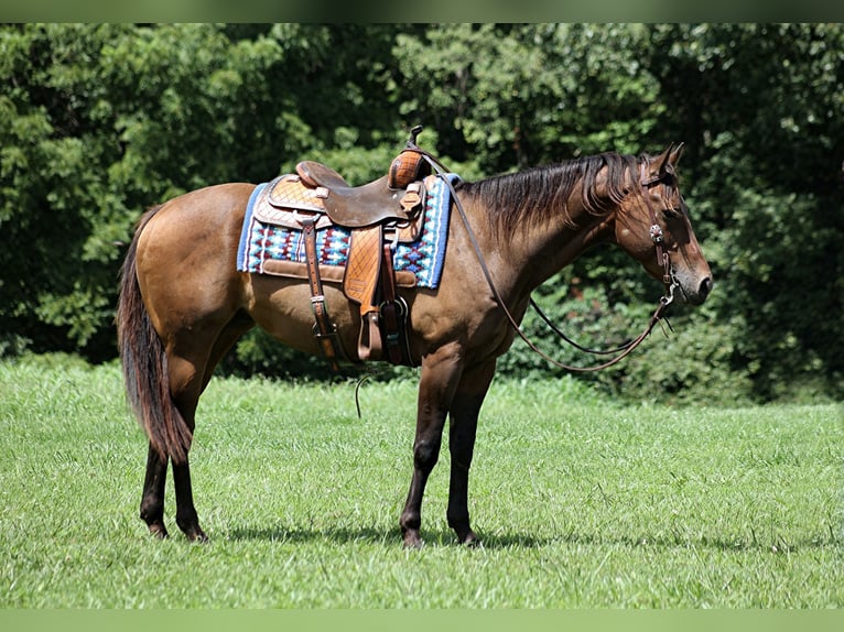 American Quarter Horse Wałach 8 lat Gniada in Somerset, KY