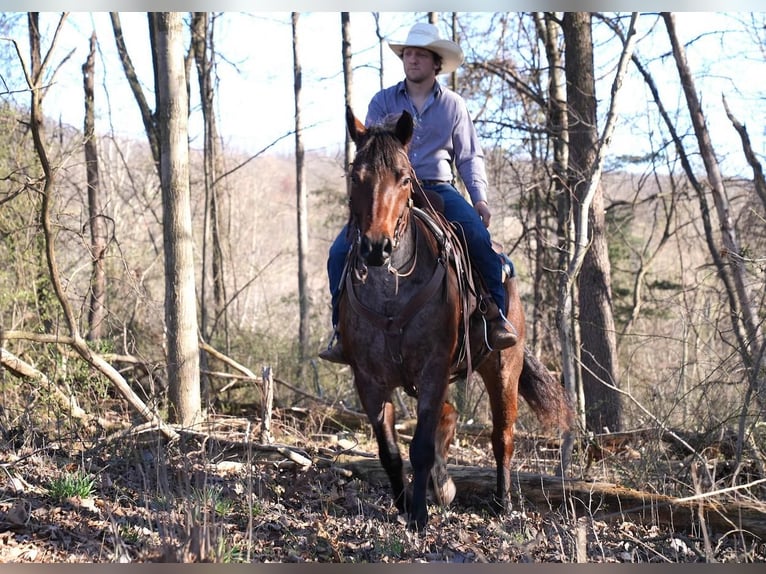 American Quarter Horse Wałach 8 lat Gniadodereszowata in Needmore, PA