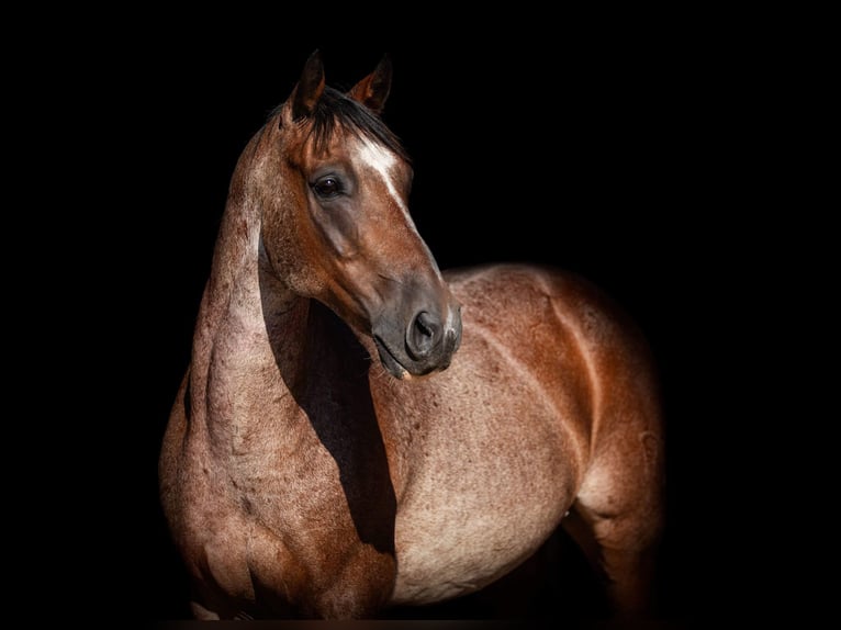 American Quarter Horse Wałach 8 lat Gniadodereszowata in WEATHERFORD, TX