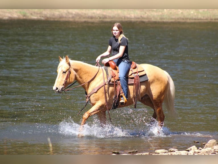 American Quarter Horse Wałach 8 lat Izabelowata in Clarion, PA