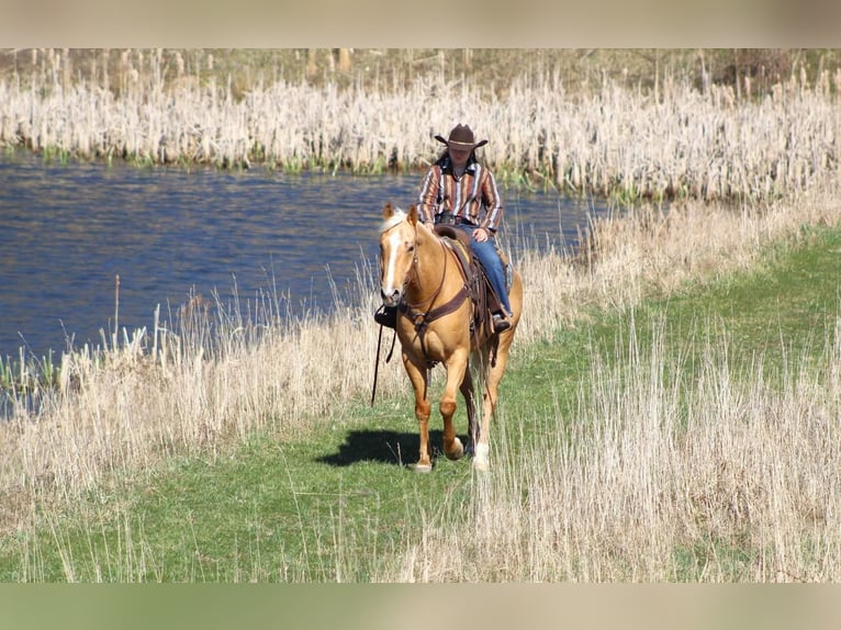 American Quarter Horse Wałach 8 lat Izabelowata in Clarion, PA