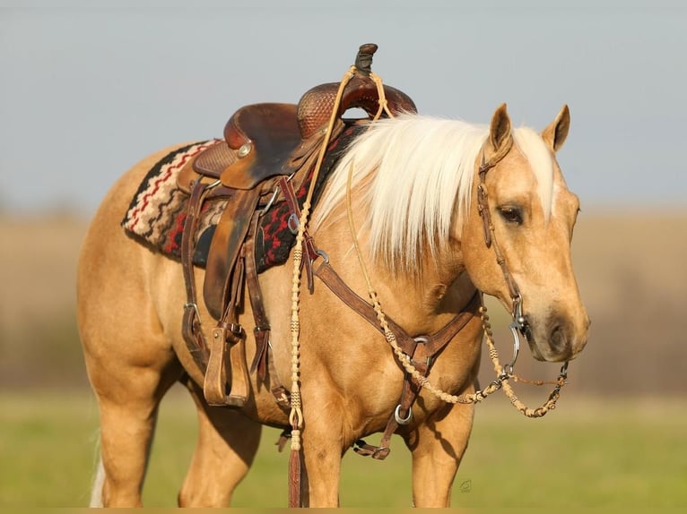 American Quarter Horse Wałach 8 lat Izabelowata in Addison, TX