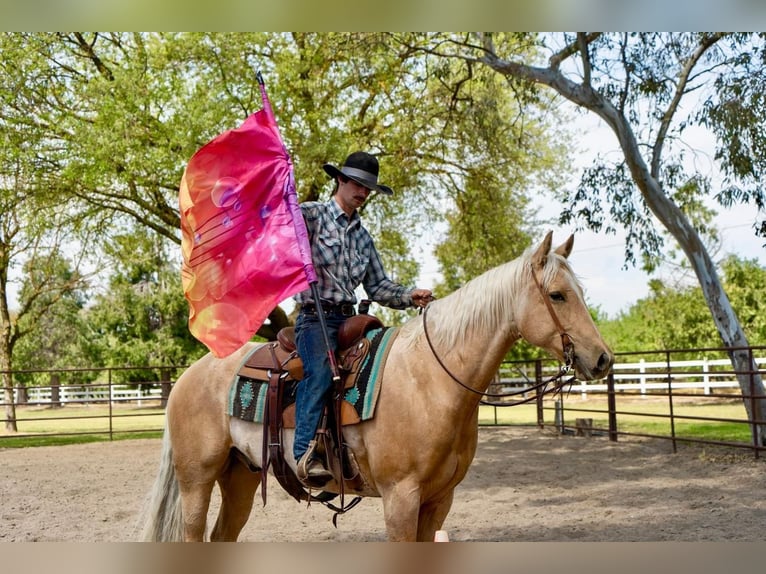 American Quarter Horse Wałach 8 lat Izabelowata in Waterford, CA