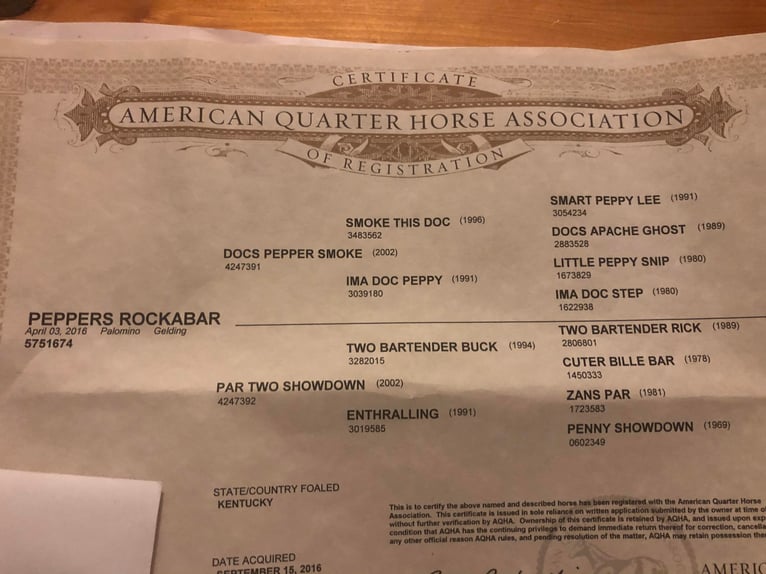 American Quarter Horse Wałach 8 lat Izabelowata in Fariana IL