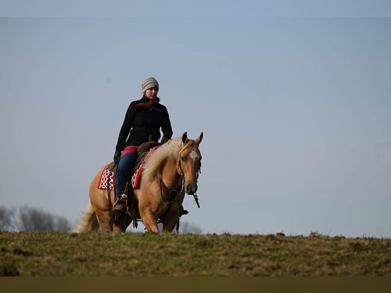 American Quarter Horse Wałach 8 lat Izabelowata in Millersburg OH