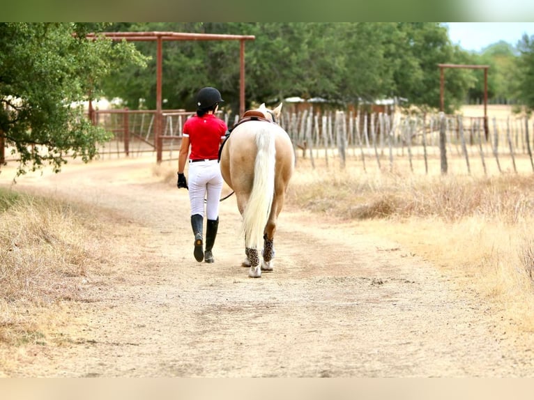 American Quarter Horse Wałach 8 lat Izabelowata in WACO Tx