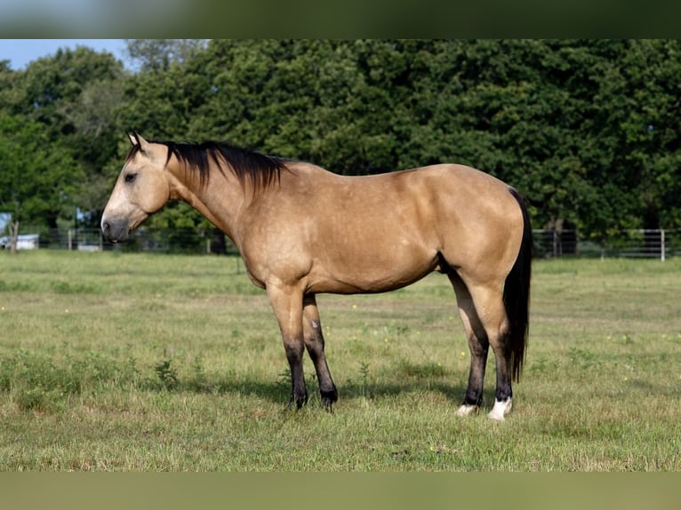 American Quarter Horse Wałach 8 lat Jelenia in Kaufman, TX