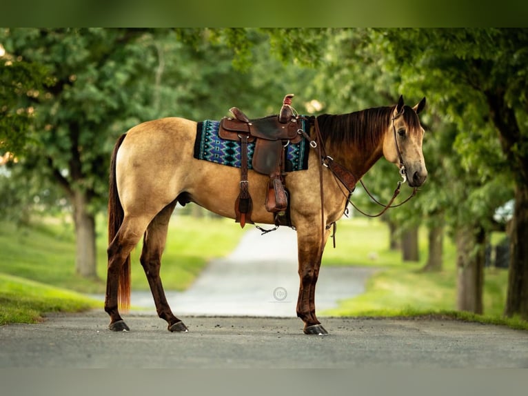 American Quarter Horse Wałach 8 lat Jelenia in Lebanon, PA