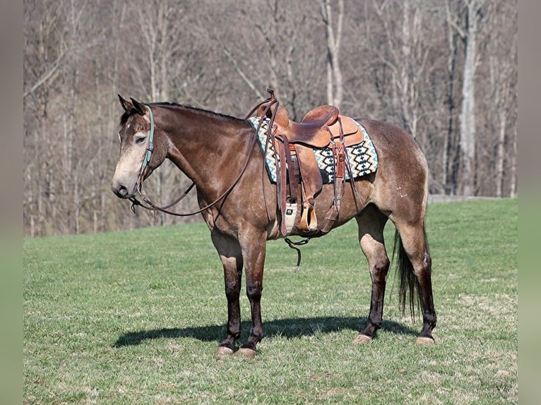 American Quarter Horse Wałach 8 lat Jelenia in Mount Vernon