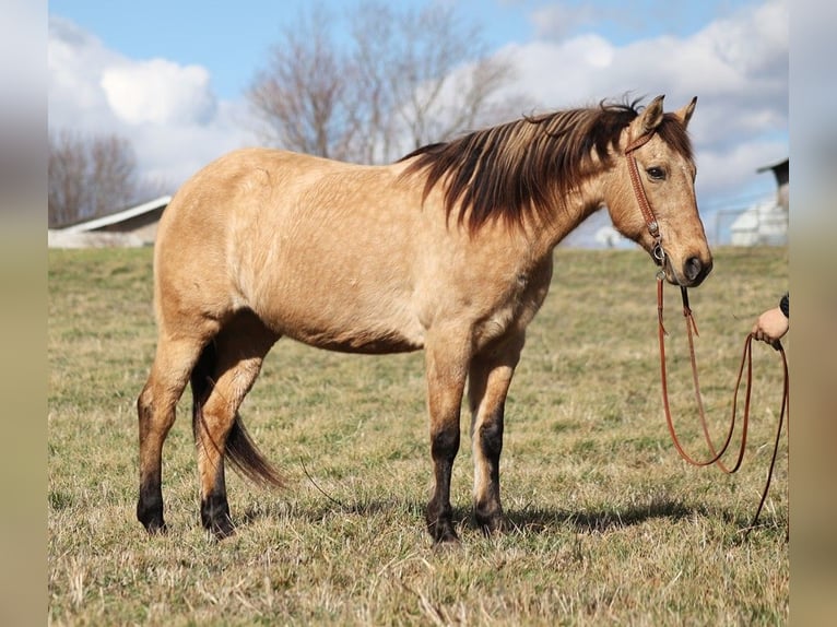 American Quarter Horse Wałach 8 lat Kara in Whitley City KY