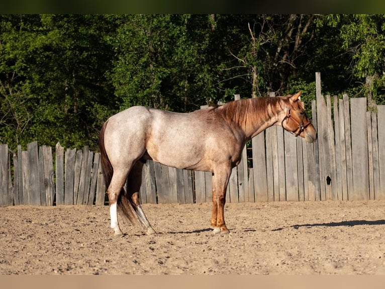 American Quarter Horse Wałach 8 lat Kasztanowatodereszowata in Buffalo, MO
