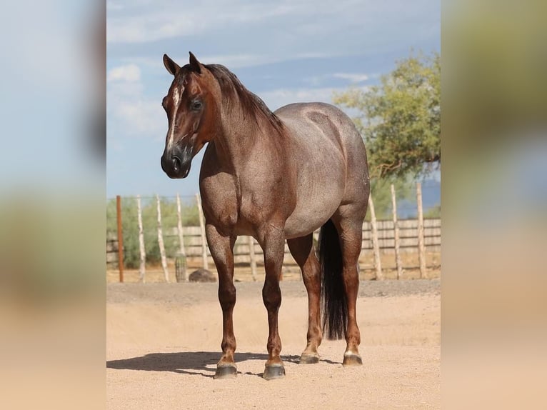 American Quarter Horse Wałach 8 lat Kasztanowatodereszowata in Carefree, AZ