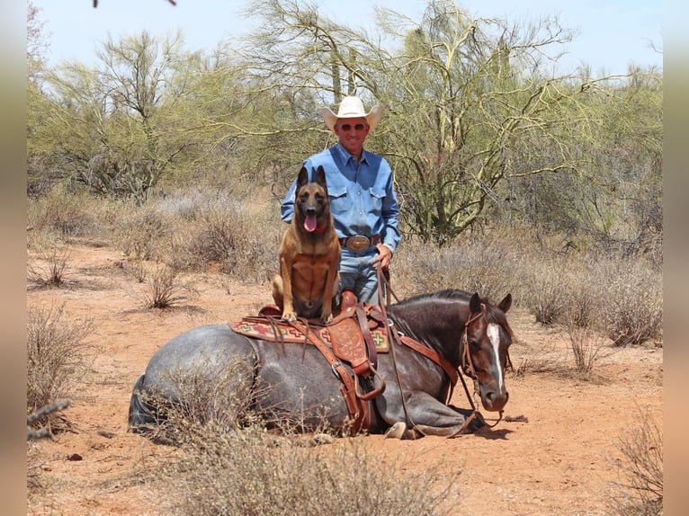 American Quarter Horse Wałach 8 lat Kasztanowatodereszowata in Carefree, AZ