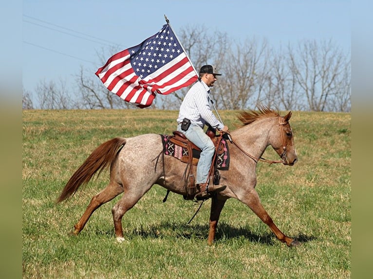 American Quarter Horse Wałach 8 lat Kasztanowatodereszowata in Whitley city KY