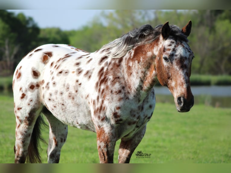 American Quarter Horse Wałach 8 lat in Canton