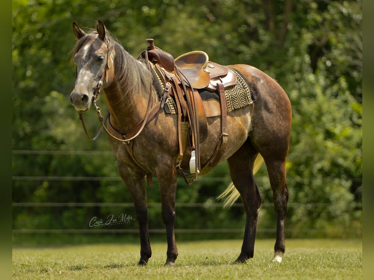 American Quarter Horse Wałach 8 lat Siwa jabłkowita in Lewistown IL