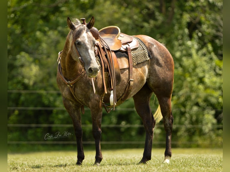 American Quarter Horse Wałach 8 lat Siwa jabłkowita in Lewistown IL