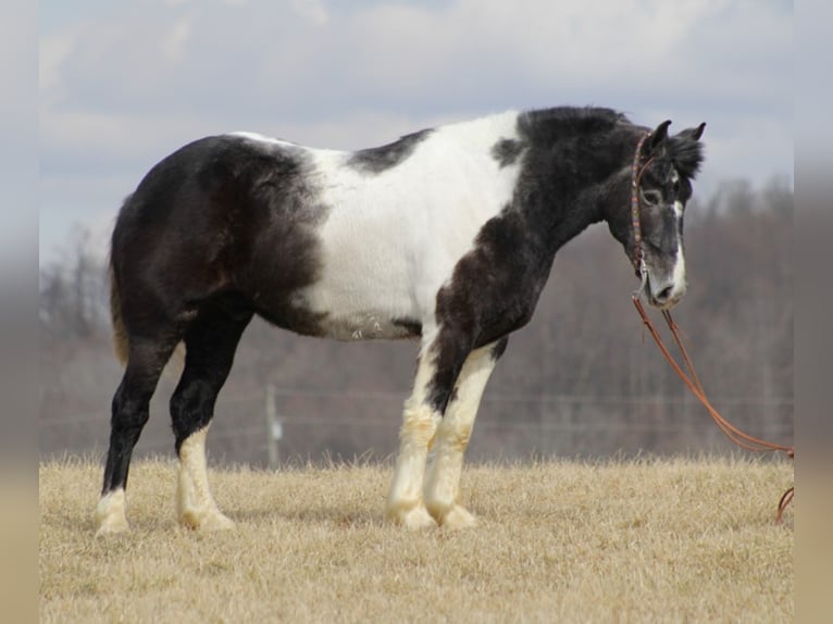 American Quarter Horse Wałach 8 lat Siwa jabłkowita in Brodhead, KY
