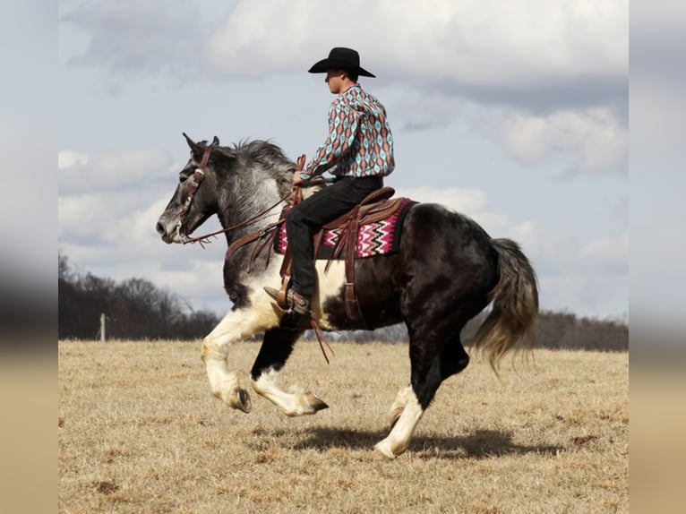 American Quarter Horse Wałach 8 lat Siwa jabłkowita in Brodhead, KY