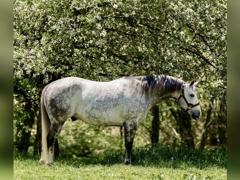 American Quarter Horse Wałach 8 lat Siwa jabłkowita in Dallas PA