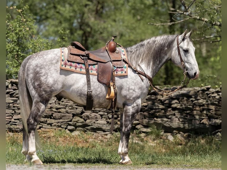 American Quarter Horse Wałach 8 lat Siwa jabłkowita in Dallas PA