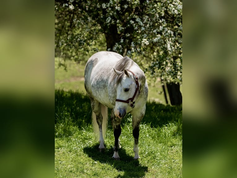 American Quarter Horse Wałach 8 lat Siwa jabłkowita in Dallas PA