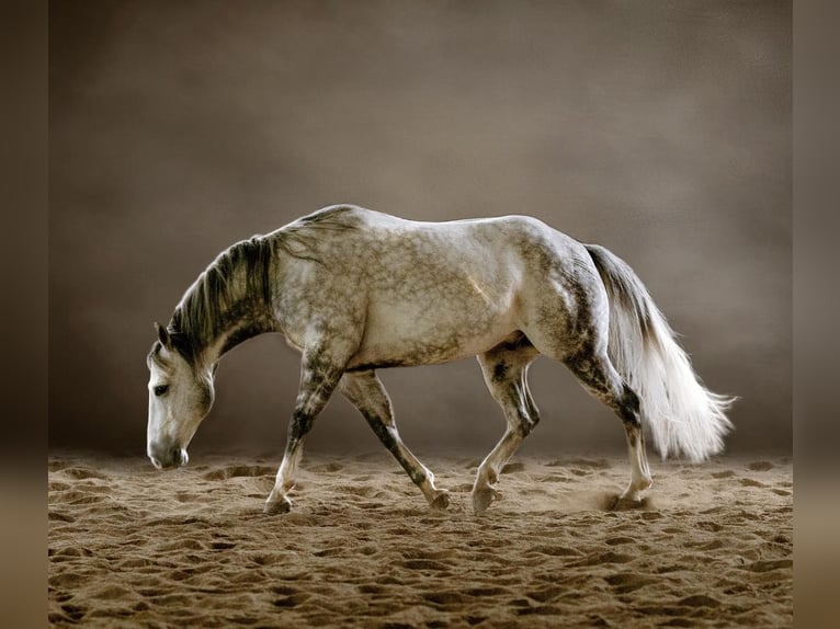 American Quarter Horse Wałach 8 lat Siwa jabłkowita in Dallas PA