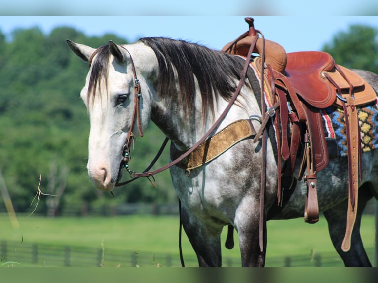 American Quarter Horse Wałach 8 lat Siwa jabłkowita in Priceville KY