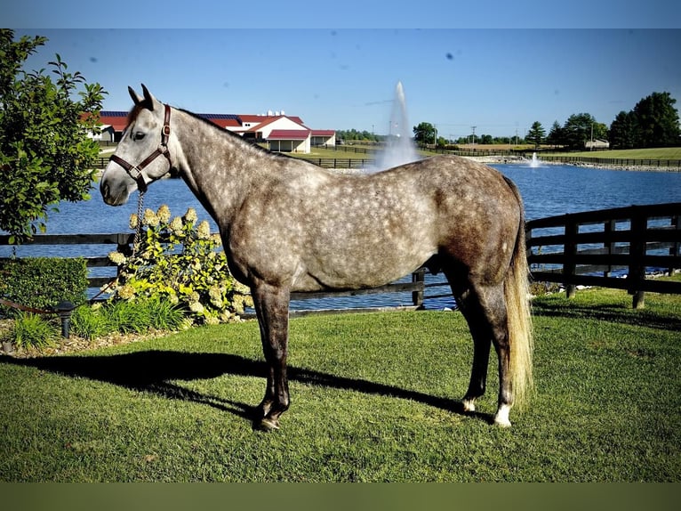 American Quarter Horse Wałach 8 lat Siwa in Huntingburg, IN