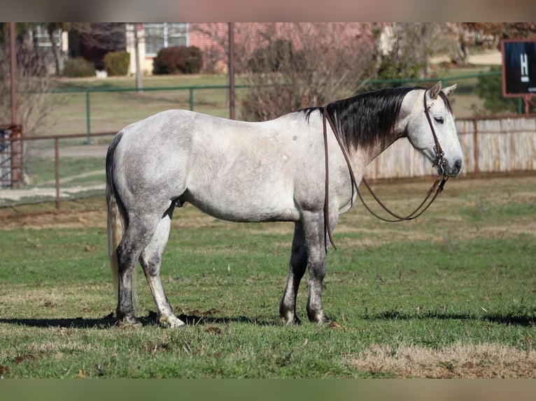 American Quarter Horse Wałach 8 lat Siwa in Joshua, TX