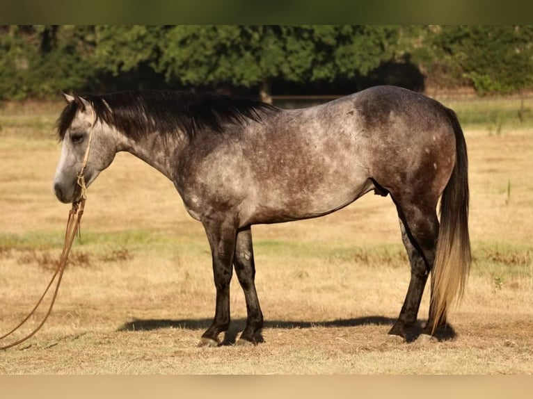 American Quarter Horse Wałach 8 lat Siwa in Pilot Point, TX