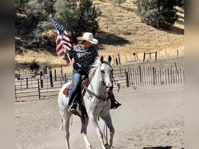 American Quarter Horse Wałach 8 lat Siwa in BITTERWATER, CA