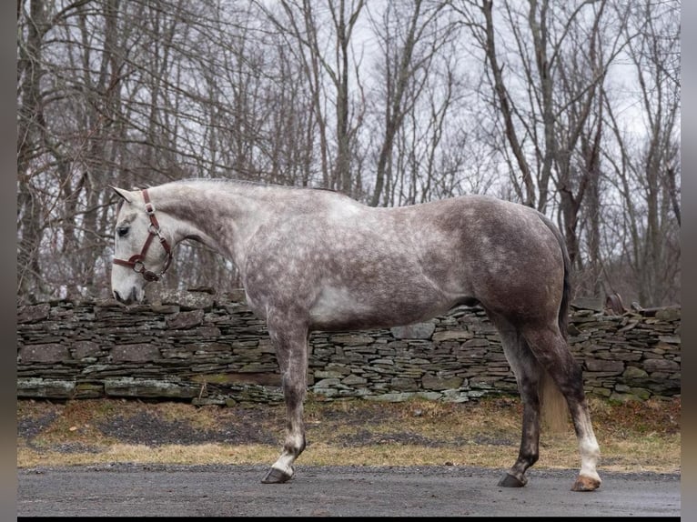 American Quarter Horse Wałach 8 lat Siwa in Everett PA