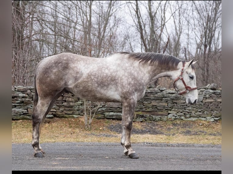 American Quarter Horse Wałach 8 lat Siwa in Everett PA
